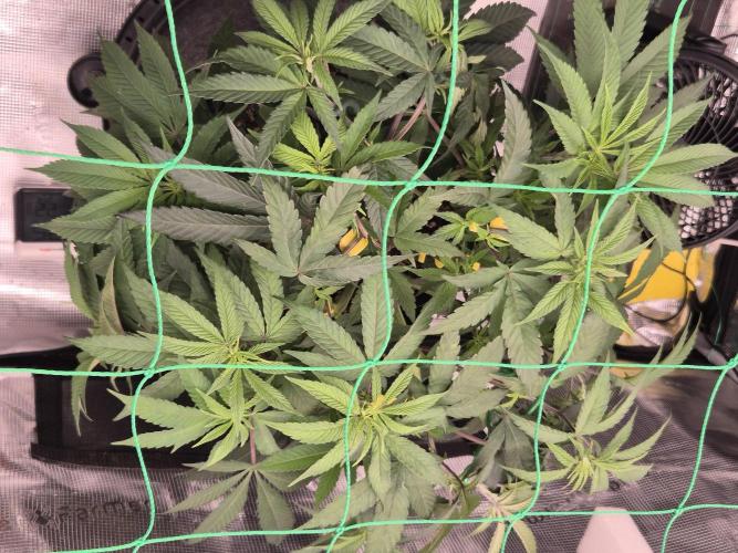 Frozen Marker. Week 6