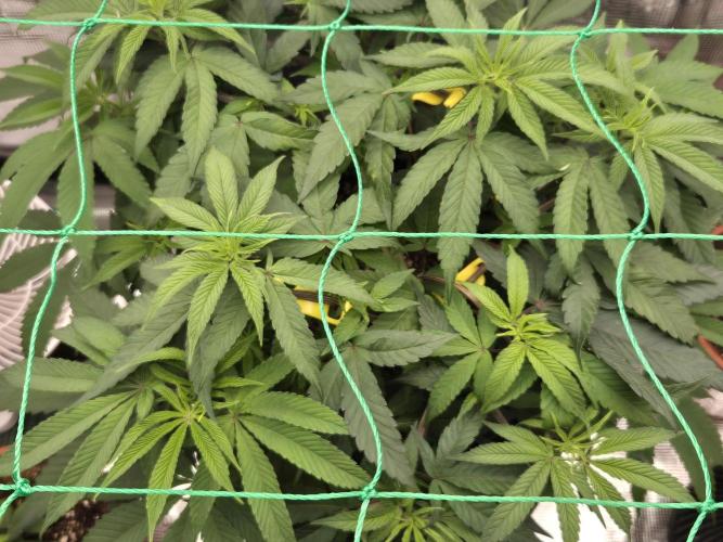 Frozen Marker. Week 6