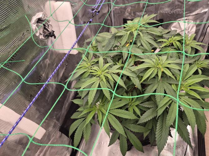 Frozen Marker. Week 6