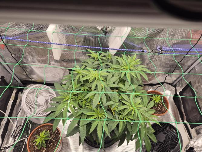 Frozen Marker. Week 7