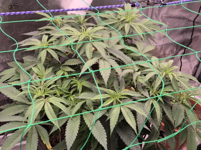 Frozen Marker. Week 7