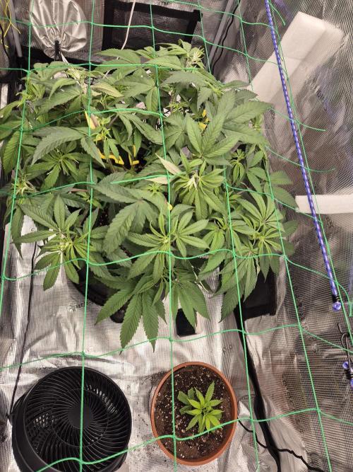 Frozen Marker. Week 7