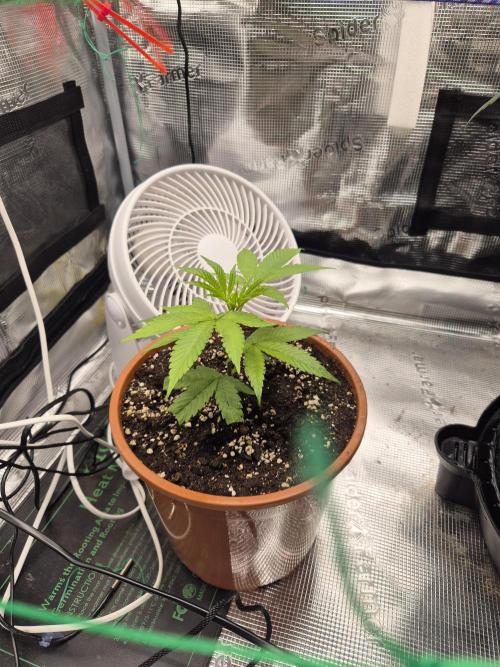 Frozen Marker. Week 7