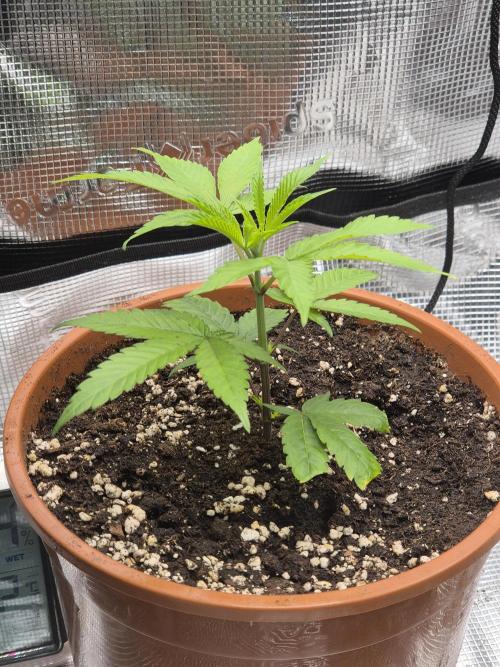 Frozen Marker. Week 7