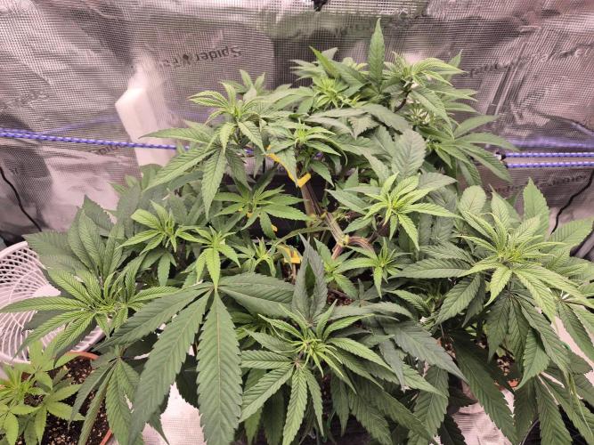 Frozen Marker. Week 7