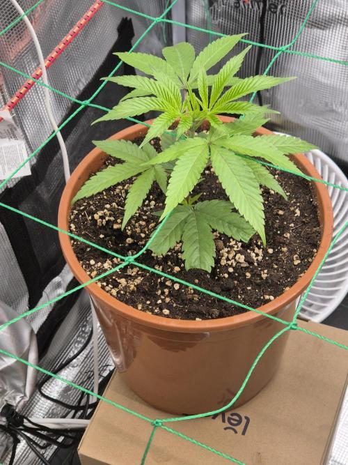 Frozen Marker. Week 7