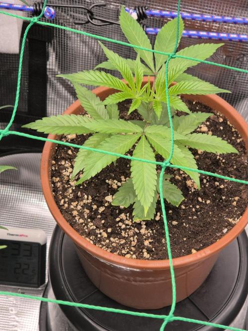 Frozen Marker. Week 7