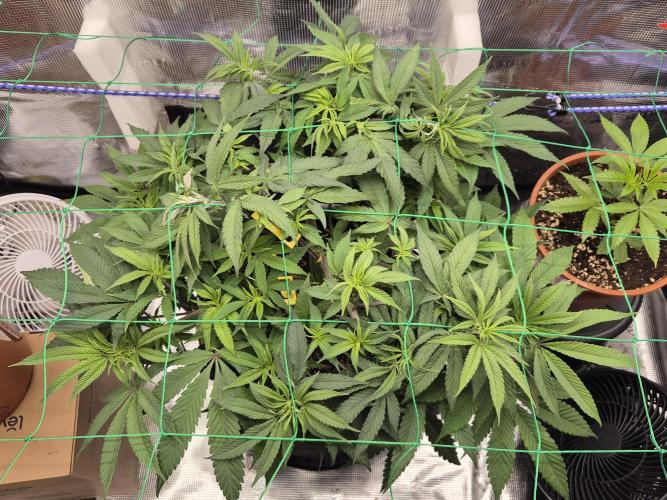 Frozen Marker. Week 7