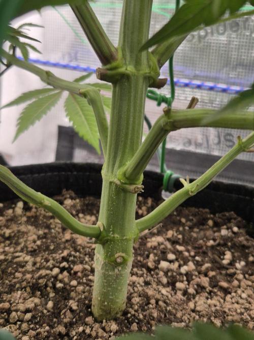 Frozen Marker. Week 7