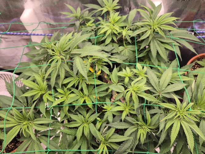 Frozen Marker. Week 7