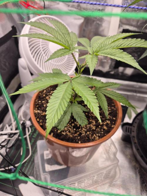 Frozen Marker. Week 7