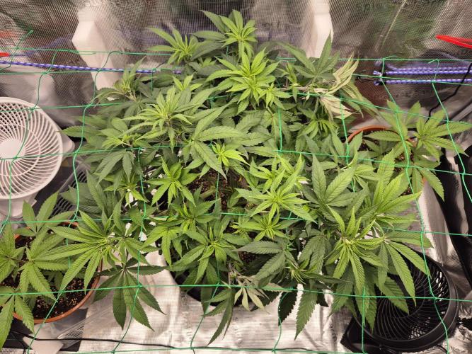 Frozen Marker. Week 7