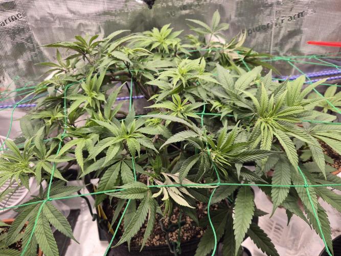 Frozen Marker. Week 7