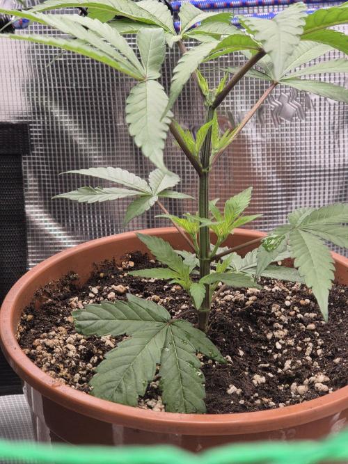 Frozen Marker. Week 8