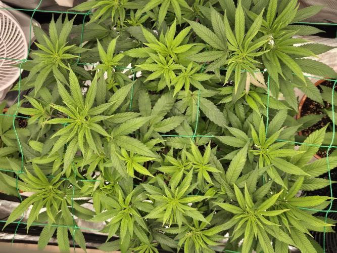 Frozen Marker. Week 8