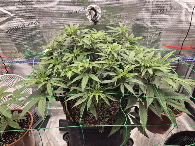 Frozen Marker. Week 8