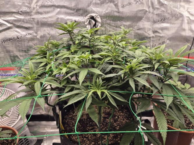 Frozen Marker. Week 8