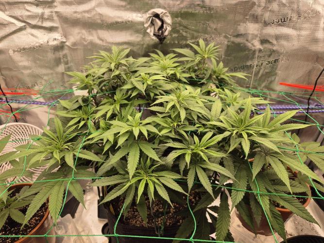 Frozen Marker. Week 8