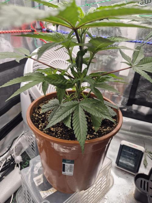 Frozen Marker. Week 9