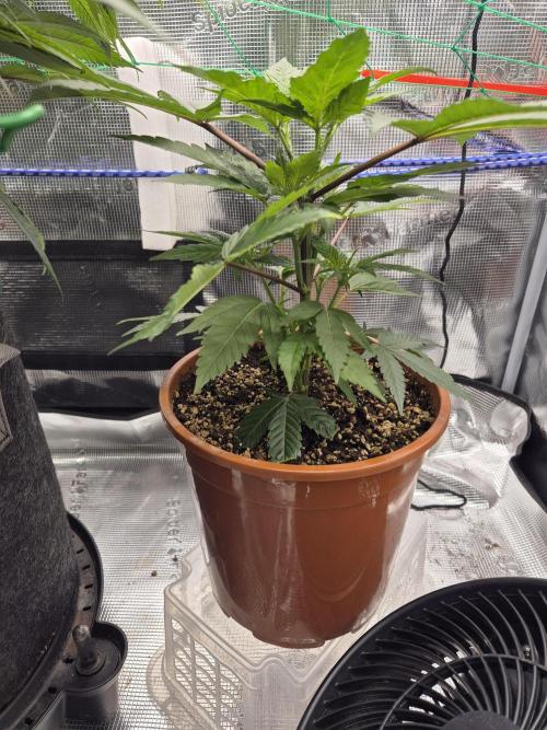 Frozen Marker. Week 9