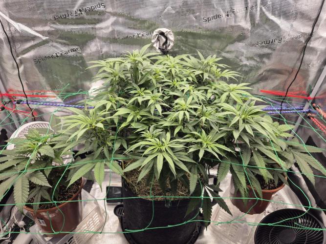 Frozen Marker. Week 9