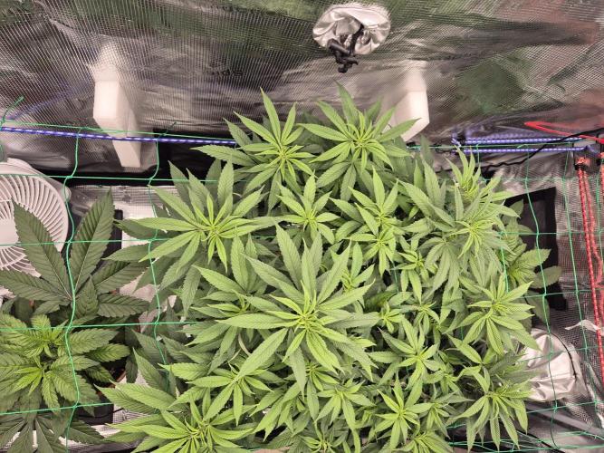 Frozen Marker. Week 9