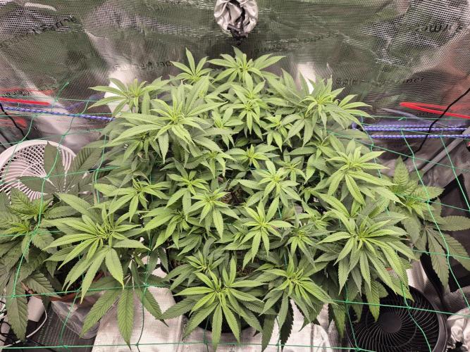 Frozen Marker. Week 9