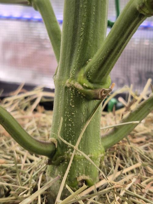 Frozen Marker. Week 9