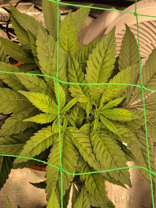 Frozen Marker. Week 10