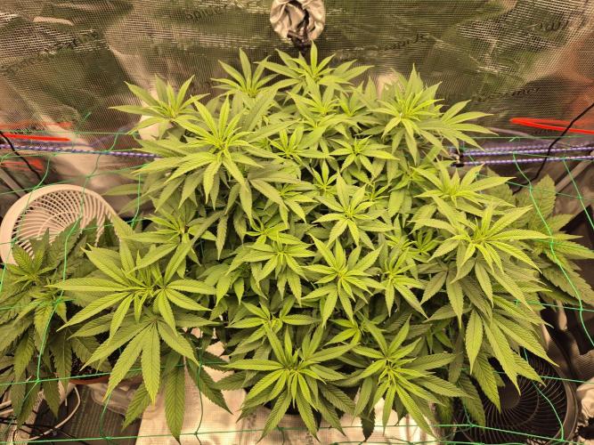 Frozen Marker. Week 10