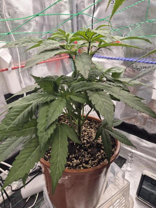 Frozen Marker. Week 10