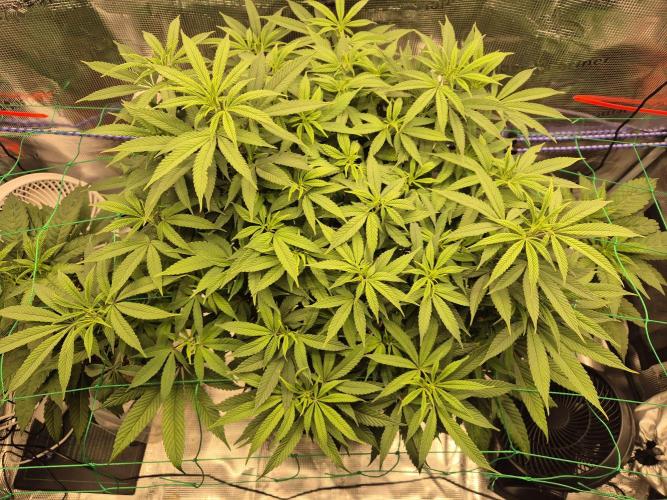 Frozen Marker. Week 10