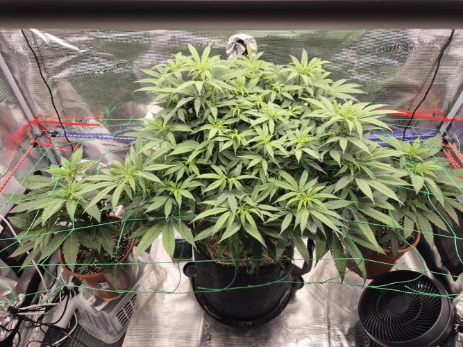 Frozen Marker. Week 10