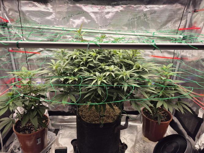 Frozen Marker. Week 11