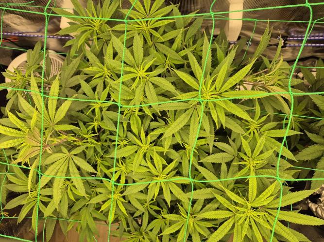 Frozen Marker. Week 11