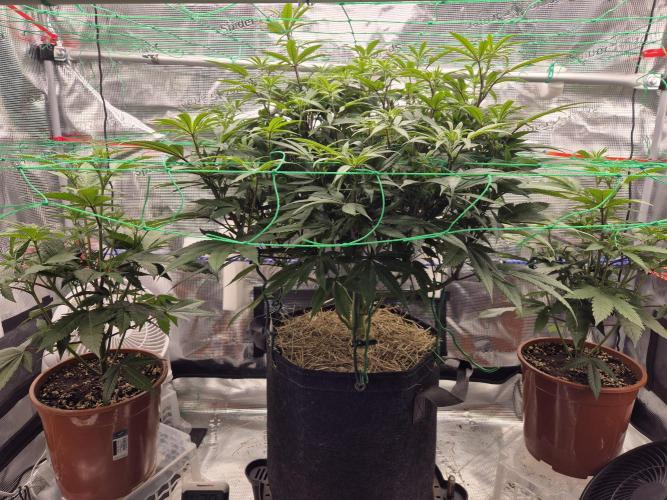 Frozen Marker. Week 11