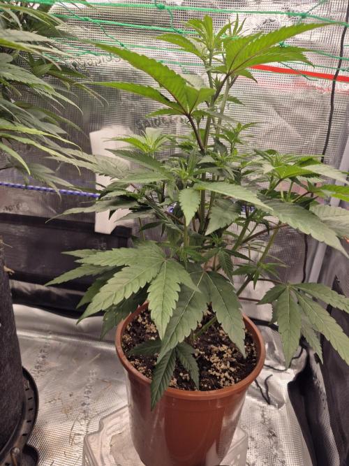 Frozen Marker. Week 11