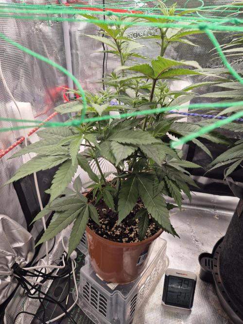 Frozen Marker. Week 11