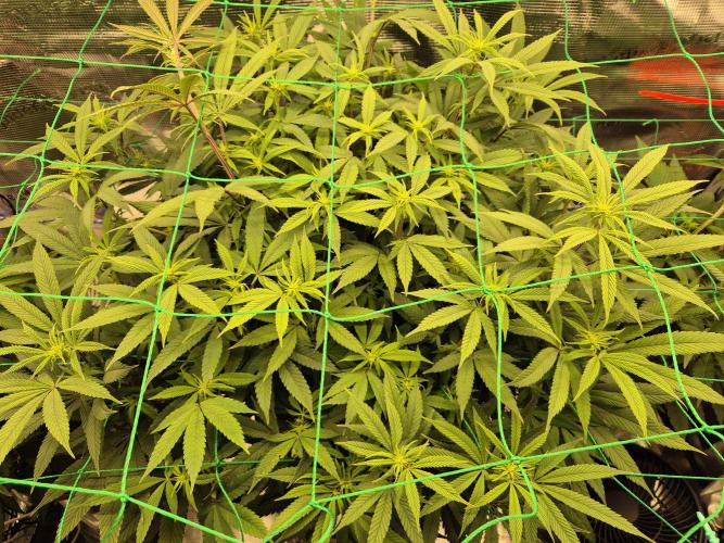 Frozen Marker. Week 11