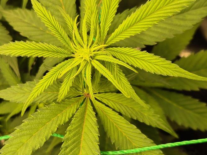 Frozen Marker. Week 11