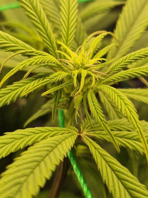 Frozen Marker. Week 11