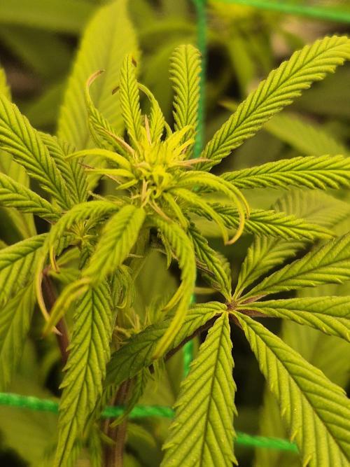 Frozen Marker. Week 11