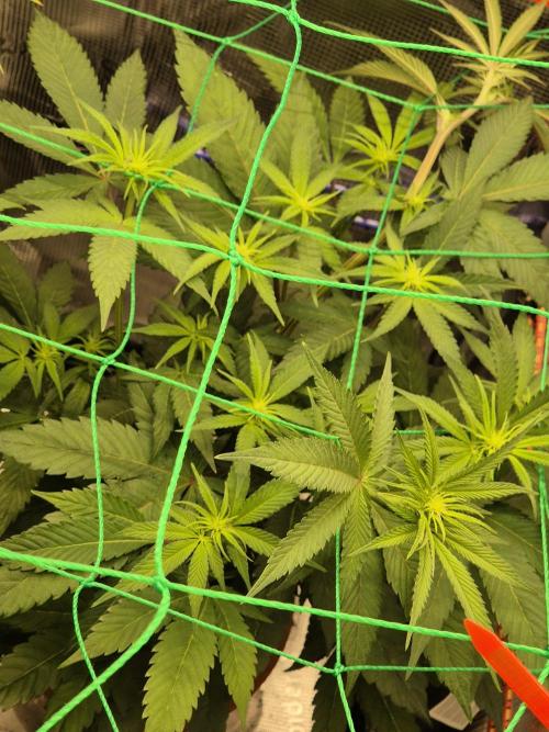 Frozen Marker. Week 11