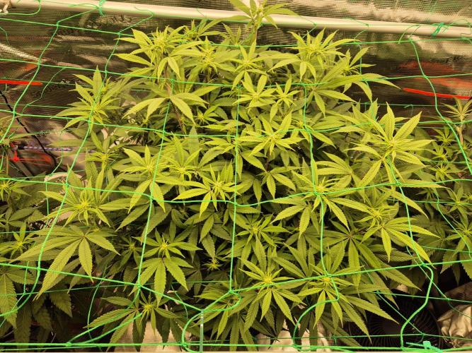 Frozen Marker. Week 11