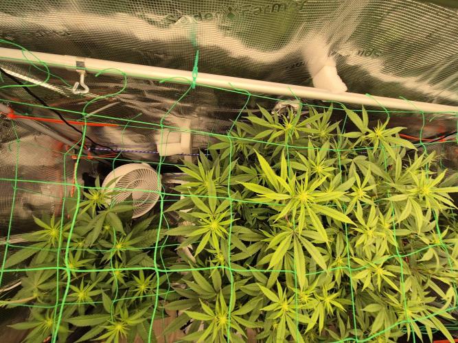 Frozen Marker. Week 11