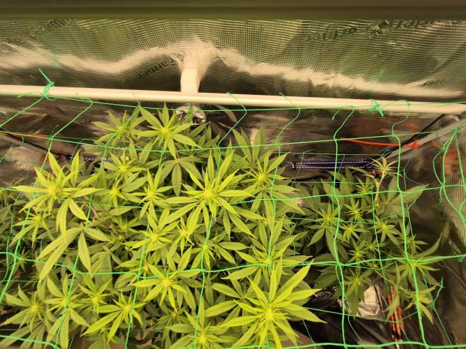 Frozen Marker. Week 11