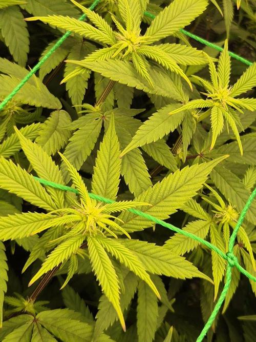 Frozen Marker. Week 11