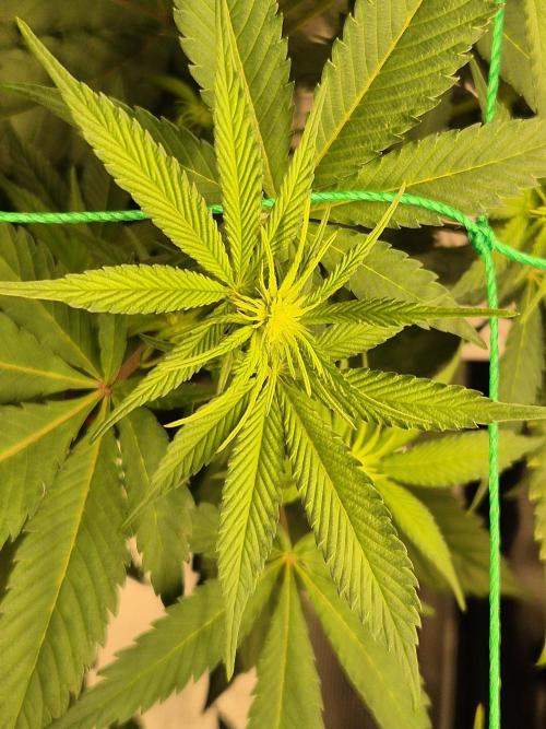 Frozen Marker. Week 11