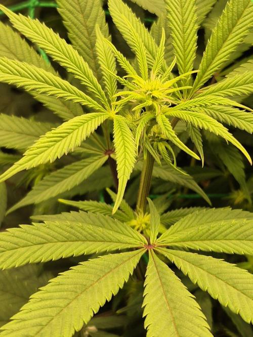 Frozen Marker. Week 11