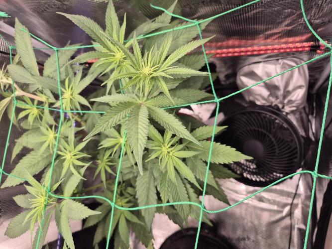 Frozen Marker. Week 11